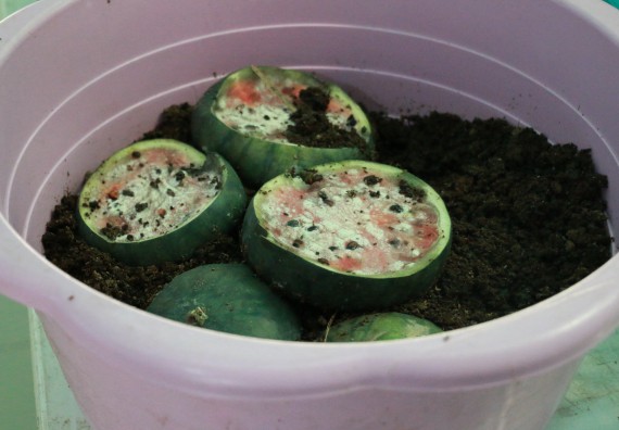 ภาพกิจกรรม คณะวิทยาศาสตร์และเทคโนโลยี จัดอบรมสร้างความรู้ความเข้าใจแนวทางการแก้ไขปัญหาโดยยึดแนวทางตามปรัชญาเศรษฐกิจพอเพียงและใช้ทรัพยากรอย่างยั่งยืน