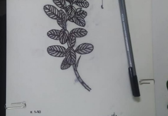 ภาพกิจกรรม โปรแกรมวิชาชีววิทยา	จัดกิจกรรมการอบรมวาดภาพทางวิทยาศาสตร์