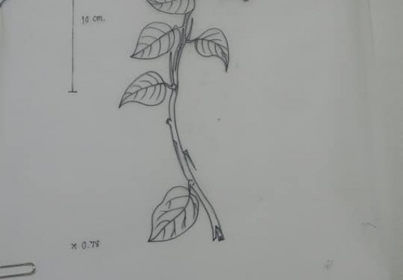 ภาพกิจกรรม โปรแกรมวิชาชีววิทยา	จัดกิจกรรมการอบรมวาดภาพทางวิทยาศาสตร์