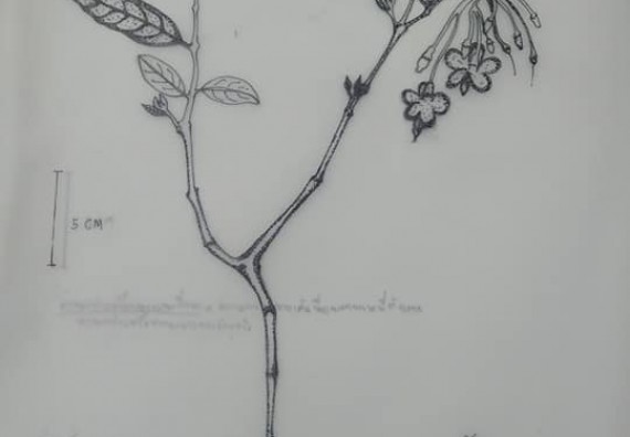 ภาพกิจกรรม โปรแกรมวิชาชีววิทยา	จัดกิจกรรมการอบรมวาดภาพทางวิทยาศาสตร์