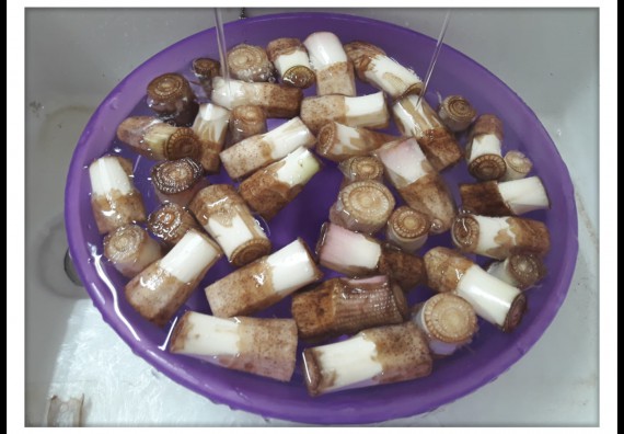 ภาพกิจกรรม โปรแกรมวิชาชีววิทยา	อบรมเชิงปฏิบัติการการเพาะเลี้ยงเนื้อเยื่อกล้วยไข่