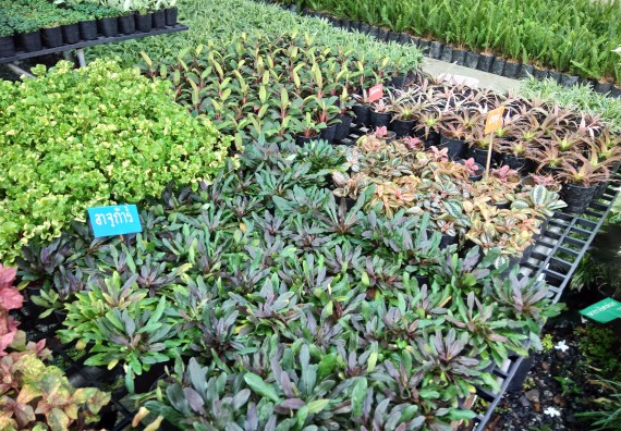 ภาพกิจกรรม โปรแกรมวิชาเกษตรศาสตร์ จัดศึกษาดูงานแหล่งเรียนรู้ด้านการเกษตร