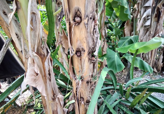 ภาพกิจกรรม โปรแกรมวิชาเกษตรศาสตร์ จัดศึกษาดูงานแหล่งเรียนรู้ด้านการเกษตร