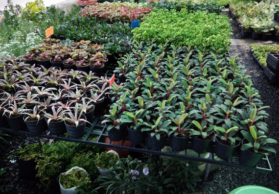 ภาพกิจกรรม โปรแกรมวิชาเกษตรศาสตร์ จัดศึกษาดูงานแหล่งเรียนรู้ด้านการเกษตร