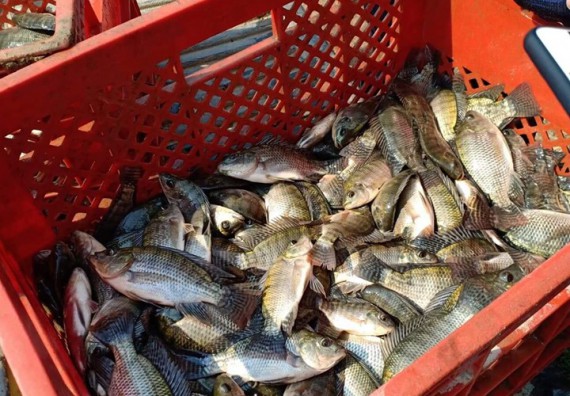 ภาพกิจกรรม โปรแกรมวิชาชีววิทยา	จัดโครงการพัฒนาบัณฑิตทางชีววิทยาที่ตอบสนองอุตสาหกรรมกับจำนงค์ ฟาร์ม อำเภอพาน จังหวัดเชียงราย