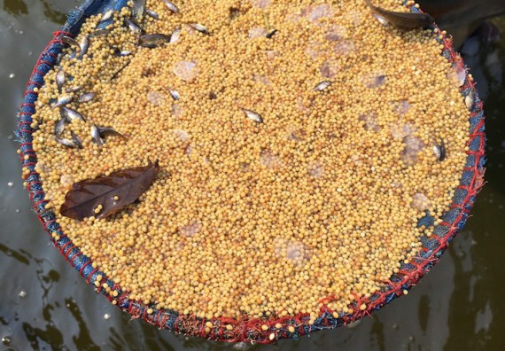 ภาพกิจกรรม โปรแกรมวิชาชีววิทยา	จัดโครงการพัฒนาบัณฑิตทางชีววิทยาที่ตอบสนองอุตสาหกรรมกับจำนงค์ ฟาร์ม อำเภอพาน จังหวัดเชียงราย