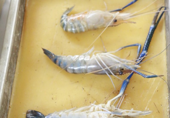 ภาพกิจกรรม คณะวิทยาศาสตร์และเทคโนโลยี จัดอบรมเชิงปฏิบัติการ เรื่อง การถ่ายทอดองค์ความรู้และนวัตกรรมที่ใช้ประโยชน์และแก้ปัญหาแก่ชุมชน