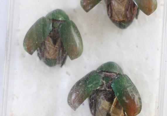 ภาพกิจกรรม คณะวิทยาศาสตร์และเทคโนโลยี จัดอบรมเชิงปฏิบัติการ เรื่อง การถ่ายทอดองค์ความรู้และนวัตกรรมที่ใช้ประโยชน์และแก้ปัญหาแก่ชุมชน