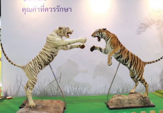 ภาพกิจกรรม คณะวิทยาศาสตร์และเทคโนโลยี จัดนิทรรศการในงานมหกรรมวิทยาศาสตร์และเทคโนโลยีแห่งชาติ