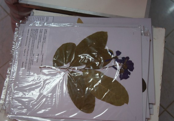 ภาพกิจกรรม โปรแกรมชีววิทยา จัดกิจกรรมบริการวิชาการแนะแนวการศึกษาโปรแกรมชีววิทยา