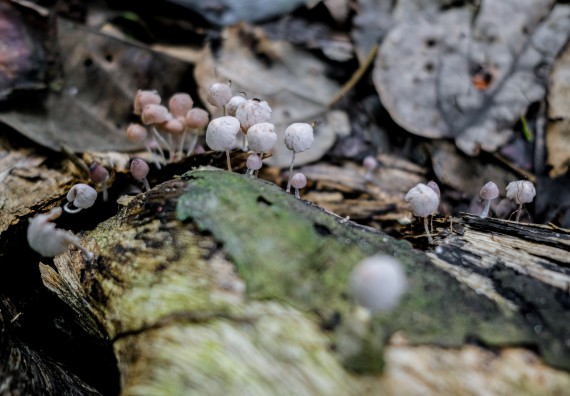 ภาพกิจกรรม คณะวิทยาศาสตร์และเทคโนโลยี จัดอบรมเชิงปฏิบัติการเพื่อเสริมสร้างสมรรถนะบุคคลากรด้านวิทยาศาสตร์และเทคโนโลยีในการทำวิจัยด้านความหลากหลายของพืช สมุนไพรเพื่อรักษาโรคเรื้อรัง จุลลินชีพที่มีประโยชน์