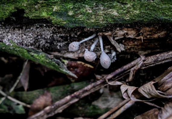 ภาพกิจกรรม คณะวิทยาศาสตร์และเทคโนโลยี จัดอบรมเชิงปฏิบัติการเพื่อเสริมสร้างสมรรถนะบุคคลากรด้านวิทยาศาสตร์และเทคโนโลยีในการทำวิจัยด้านความหลากหลายของพืช สมุนไพรเพื่อรักษาโรคเรื้อรัง จุลลินชีพที่มีประโยชน์