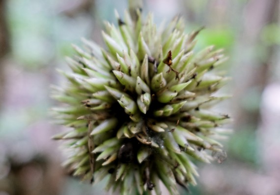 ภาพกิจกรรม คณะวิทยาศาสตร์และเทคโนโลยี จัดอบรมเชิงปฏิบัติการเพื่อเสริมสร้างสมรรถนะบุคคลากรด้านวิทยาศาสตร์และเทคโนโลยีในการทำวิจัยด้านความหลากหลายของพืช สมุนไพรเพื่อรักษาโรคเรื้อรัง จุลลินชีพที่มีประโยชน์