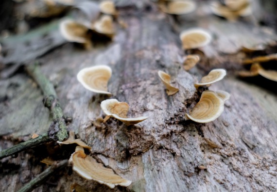 ภาพกิจกรรม คณะวิทยาศาสตร์และเทคโนโลยี จัดอบรมเชิงปฏิบัติการเพื่อเสริมสร้างสมรรถนะบุคคลากรด้านวิทยาศาสตร์และเทคโนโลยีในการทำวิจัยด้านความหลากหลายของพืช สมุนไพรเพื่อรักษาโรคเรื้อรัง จุลลินชีพที่มีประโยชน์