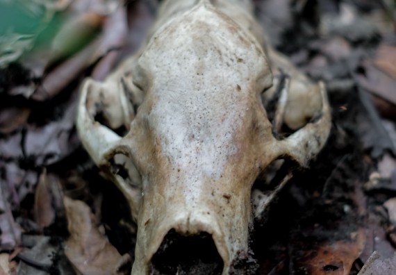 ภาพกิจกรรม คณะวิทยาศาสตร์และเทคโนโลยี จัดอบรมเชิงปฏิบัติการเพื่อเสริมสร้างสมรรถนะบุคคลากรด้านวิทยาศาสตร์และเทคโนโลยีในการทำวิจัยด้านความหลากหลายของพืช สมุนไพรเพื่อรักษาโรคเรื้อรัง จุลลินชีพที่มีประโยชน์