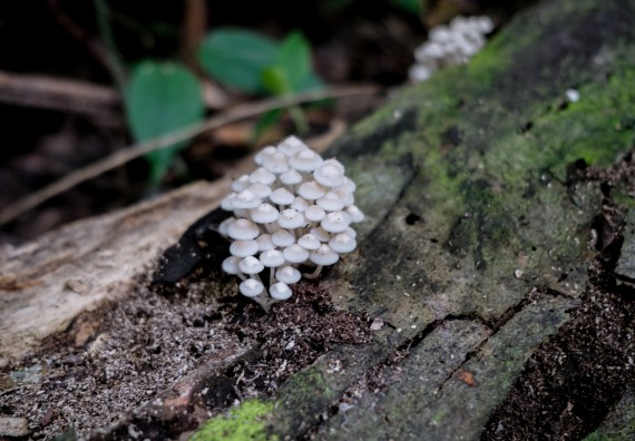 ภาพกิจกรรม คณะวิทยาศาสตร์และเทคโนโลยี จัดอบรมเชิงปฏิบัติการเพื่อเสริมสร้างสมรรถนะบุคคลากรด้านวิทยาศาสตร์และเทคโนโลยีในการทำวิจัยด้านความหลากหลายของพืช สมุนไพรเพื่อรักษาโรคเรื้อรัง จุลลินชีพที่มีประโยชน์