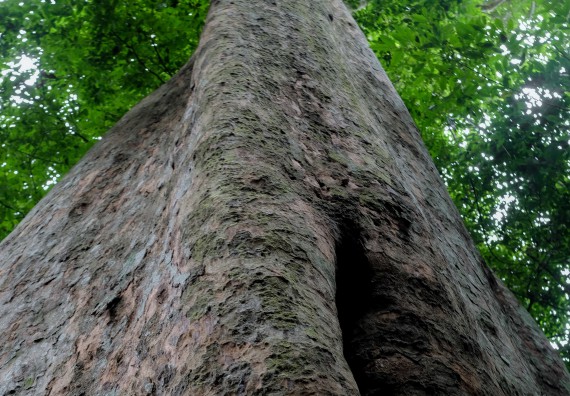 ภาพกิจกรรม คณะวิทยาศาสตร์และเทคโนโลยี จัดอบรมเชิงปฏิบัติการเพื่อเสริมสร้างสมรรถนะบุคคลากรด้านวิทยาศาสตร์และเทคโนโลยีในการทำวิจัยด้านความหลากหลายของพืช สมุนไพรเพื่อรักษาโรคเรื้อรัง จุลลินชีพที่มีประโยชน์