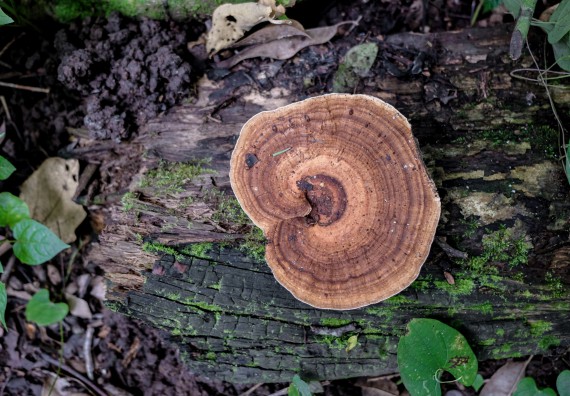 ภาพกิจกรรม คณะวิทยาศาสตร์และเทคโนโลยี จัดอบรมเชิงปฏิบัติการเพื่อเสริมสร้างสมรรถนะบุคคลากรด้านวิทยาศาสตร์และเทคโนโลยีในการทำวิจัยด้านความหลากหลายของพืช สมุนไพรเพื่อรักษาโรคเรื้อรัง จุลลินชีพที่มีประโยชน์