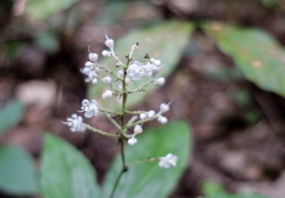ภาพกิจกรรม คณะวิทยาศาสตร์และเทคโนโลยี จัดอบรมเชิงปฏิบัติการเพื่อเสริมสร้างสมรรถนะบุคคลากรด้านวิทยาศาสตร์และเทคโนโลยีในการทำวิจัยด้านความหลากหลายของพืช สมุนไพรเพื่อรักษาโรคเรื้อรัง จุลลินชีพที่มีประโยชน์