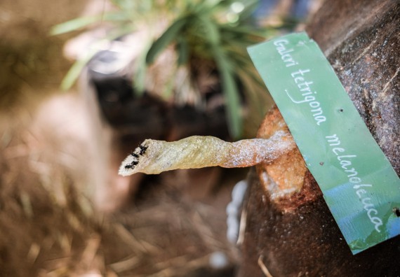 ภาพกิจกรรม คณะวิทยาศาสตร์และเทคโนโลยี จัดอบรมเชิงปฏิบัติการเพื่อเสริมสร้างสมรรถนะบุคคลากรด้านวิทยาศาสตร์และเทคโนโลยีในการทำวิจัยด้านความหลากหลายของพืช สมุนไพรเพื่อรักษาโรคเรื้อรัง จุลลินชีพที่มีประโยชน์