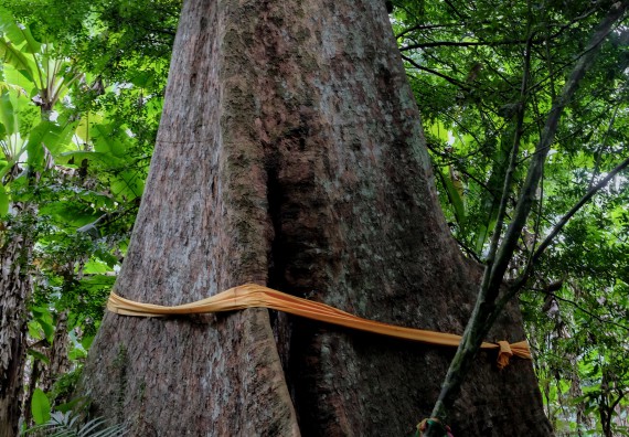 ภาพกิจกรรม คณะวิทยาศาสตร์และเทคโนโลยี จัดอบรมเชิงปฏิบัติการเพื่อเสริมสร้างสมรรถนะบุคคลากรด้านวิทยาศาสตร์และเทคโนโลยีในการทำวิจัยด้านความหลากหลายของพืช สมุนไพรเพื่อรักษาโรคเรื้อรัง จุลลินชีพที่มีประโยชน์