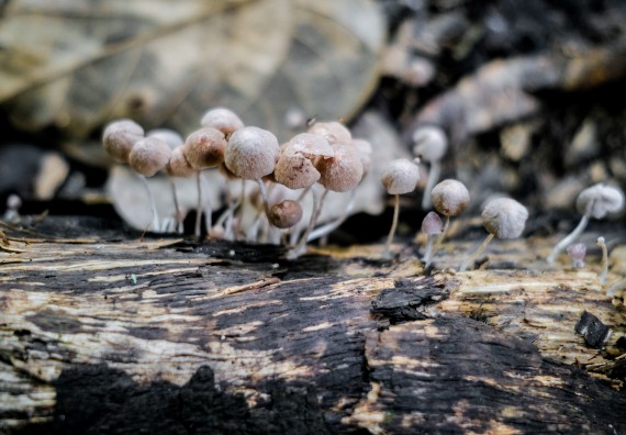 ภาพกิจกรรม คณะวิทยาศาสตร์และเทคโนโลยี จัดอบรมเชิงปฏิบัติการเพื่อเสริมสร้างสมรรถนะบุคคลากรด้านวิทยาศาสตร์และเทคโนโลยีในการทำวิจัยด้านความหลากหลายของพืช สมุนไพรเพื่อรักษาโรคเรื้อรัง จุลลินชีพที่มีประโยชน์
