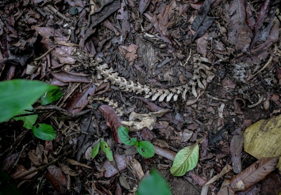 ภาพกิจกรรม คณะวิทยาศาสตร์และเทคโนโลยี จัดอบรมเชิงปฏิบัติการเพื่อเสริมสร้างสมรรถนะบุคคลากรด้านวิทยาศาสตร์และเทคโนโลยีในการทำวิจัยด้านความหลากหลายของพืช สมุนไพรเพื่อรักษาโรคเรื้อรัง จุลลินชีพที่มีประโยชน์