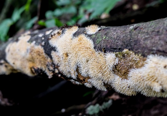 ภาพกิจกรรม คณะวิทยาศาสตร์และเทคโนโลยี จัดอบรมเชิงปฏิบัติการเพื่อเสริมสร้างสมรรถนะบุคคลากรด้านวิทยาศาสตร์และเทคโนโลยีในการทำวิจัยด้านความหลากหลายของพืช สมุนไพรเพื่อรักษาโรคเรื้อรัง จุลลินชีพที่มีประโยชน์