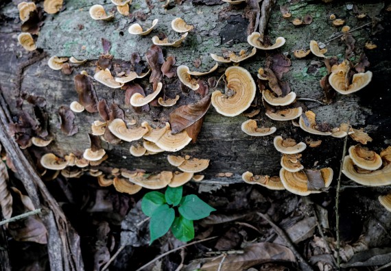 ภาพกิจกรรม คณะวิทยาศาสตร์และเทคโนโลยี จัดอบรมเชิงปฏิบัติการเพื่อเสริมสร้างสมรรถนะบุคคลากรด้านวิทยาศาสตร์และเทคโนโลยีในการทำวิจัยด้านความหลากหลายของพืช สมุนไพรเพื่อรักษาโรคเรื้อรัง จุลลินชีพที่มีประโยชน์