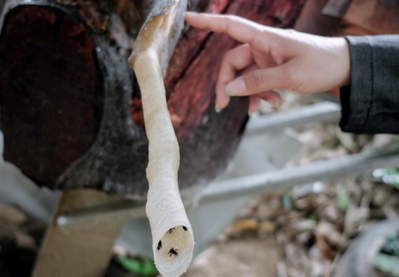 ภาพกิจกรรม คณะวิทยาศาสตร์และเทคโนโลยี จัดอบรมเชิงปฏิบัติการเพื่อเสริมสร้างสมรรถนะบุคคลากรด้านวิทยาศาสตร์และเทคโนโลยีในการทำวิจัยด้านความหลากหลายของพืช สมุนไพรเพื่อรักษาโรคเรื้อรัง จุลลินชีพที่มีประโยชน์