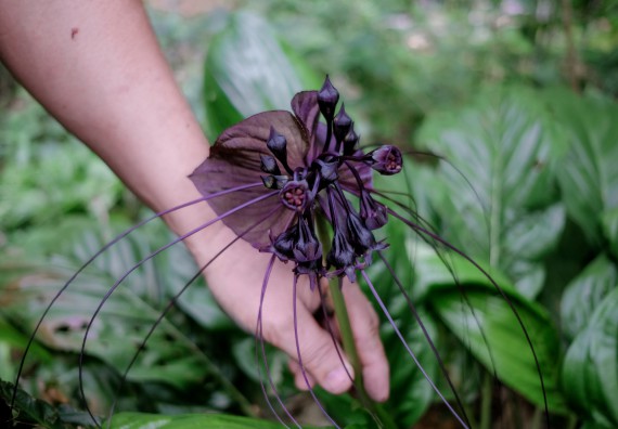 ภาพกิจกรรม คณะวิทยาศาสตร์และเทคโนโลยี จัดอบรมเชิงปฏิบัติการเพื่อเสริมสร้างสมรรถนะบุคคลากรด้านวิทยาศาสตร์และเทคโนโลยีในการทำวิจัยด้านความหลากหลายของพืช สมุนไพรเพื่อรักษาโรคเรื้อรัง จุลลินชีพที่มีประโยชน์