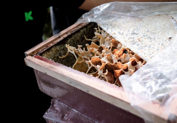 ภาพกิจกรรม คณะวิทยาศาสตร์และเทคโนโลยี จัดอบรมเชิงปฏิบัติการเพื่อเสริมสร้างสมรรถนะบุคคลากรด้านวิทยาศาสตร์และเทคโนโลยีในการทำวิจัยด้านความหลากหลายของพืช สมุนไพรเพื่อรักษาโรคเรื้อรัง จุลลินชีพที่มีประโยชน์