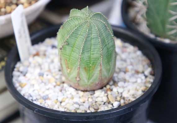 ภาพกิจกรรม คณะวิทยาศาสตร์และเทคโนโลยี จัดกิจกรรม Scitech Live KPRU