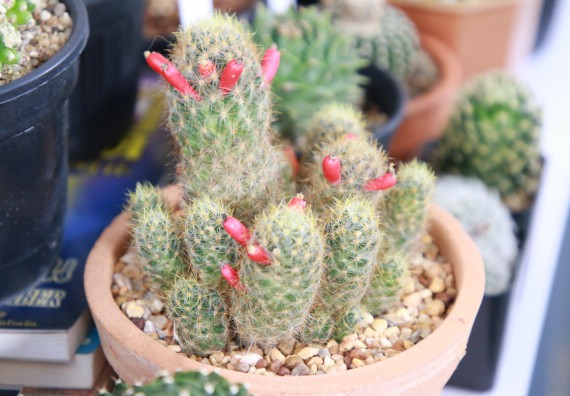 ภาพกิจกรรม คณะวิทยาศาสตร์และเทคโนโลยี จัดกิจกรรม Scitech Live KPRU