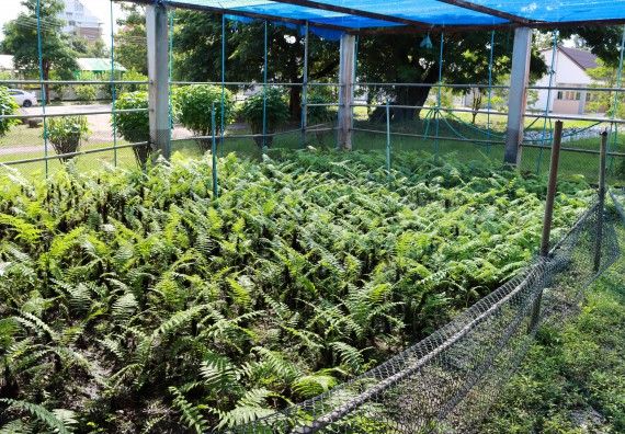 คณะวิทยาศาสตร์และเทคโนโลยี เข้าร่วมกิจกรรมBig Cleaning Day