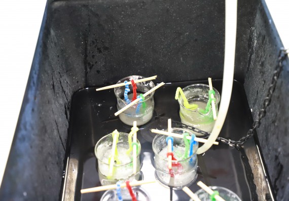 ภาพกิจกรรม โครงการฝึกทักษะเพื่อพัฒนาอัจฉริยะภาพวิทยาศาสตร์ กิจกรรมค่ายวิทยาศาสตร์รุ่นจิ๋ว ห้องเรียนพิเศษคณิตศาสตร์ และวิทยาศาสตร์ (MSP)