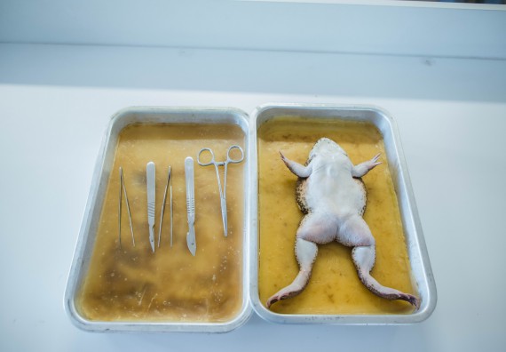 ภาพกิจกรรม   คณะวิทยาศาสตร์และเทคโนโลยี มหาวิทยาลัยราชภัฏกำแพงเพชร ร่วมกับโรงเรียนกำแพงเพชรพิทยาคม จัดโครงการค่ายวิทยาศาสตร์นักเรียนห้องเรียนพิเศษ