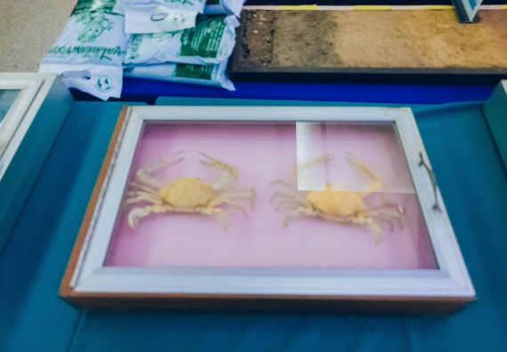 ภาพกิจกรรม  คณะวิทยาศาสตร์และเทคโนโลยี จัดนิทรรศการและกิจกรรมด้านวิทยาศาสตร์ เทคโนโลยีและนวัตกรรม (วทน.)  งานสัปดาห์วิทยาศาสตร์แห่งชาติ ส่วนภูมิภาค ประจำปี 2566