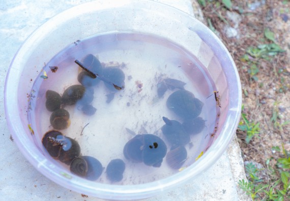 ภาพกิจกรรม คณะวิทยาศาสตร์และเทคโนโลยี มหาวิทยาลัยราชภัฏกำแพงเพชร ร่วมกับโรงเรียนคลองขลุงราษฎร์รังสรรค์ กำหนดจัดกิจกรรมค่ายบูรณาการวิทยาศาสตร์ คณิตศาสตร์และเทคโนโลยีเพื่อส่งเสริมนักเรียนในโครงการห้องเรียนพิเศษ (E-SMART) 