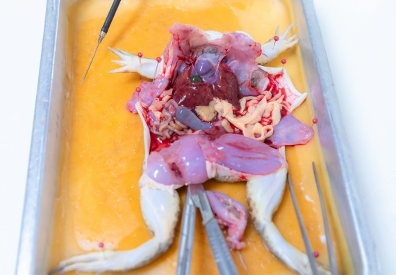 ภาพกิจกรรม  คณะวิทยาศาสตร์และเทคโนโลยี มหาวิทยาลัยราชภัฏกำแพงเพชร ร่วมกับโรงเรียนกำแพงเพชรพิทยาคม จัดกิจกรรมค่ายวิทยาศาสตร์นักเรียนห้องเรียนพิเศษวิทยาศาสตร์